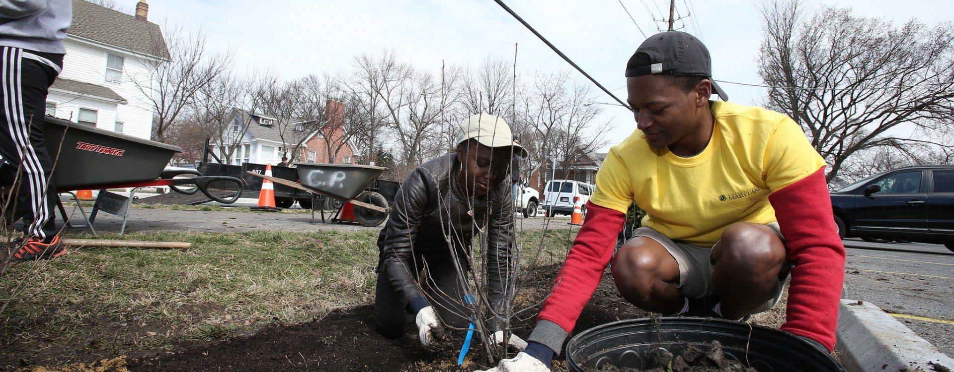 Tree Planting